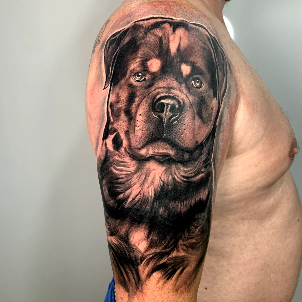 Rottweiler en negro y gris, estilo neo-realista